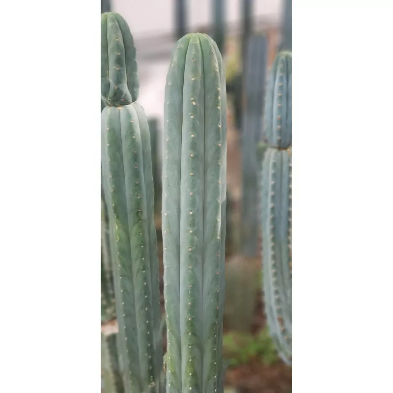 ec200-exact-trichocereus-pachanoi-bgh-cactus-cutting #EC200 EXACT Trichocereus Pachanoi BGH Cactus cutting