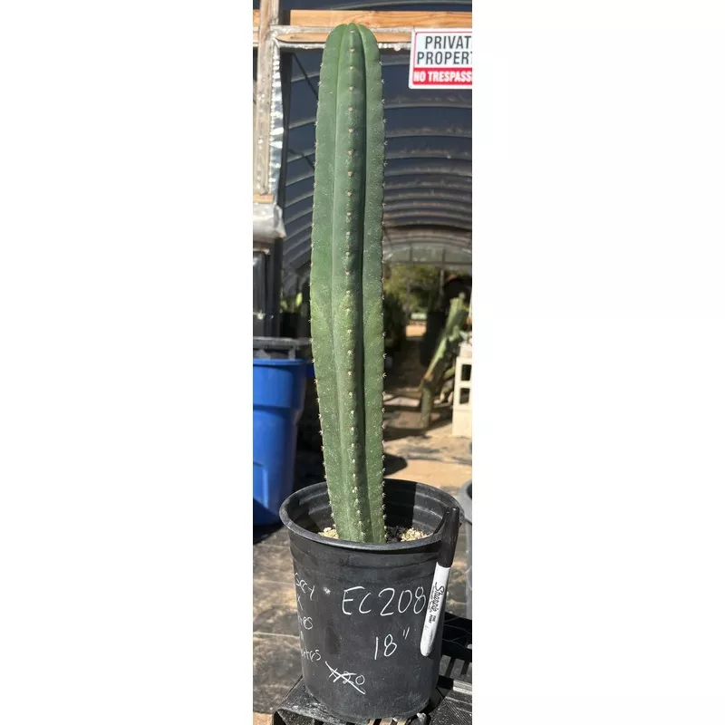 ec208-exact-trichocereus-hybrid-scop-kesey-x-pachanoi-torres-n-torres-cactus #EC208 EXACT Trichocereus Hybrid Scop Kesey X Pachanoi Torres n Torres Cactus
