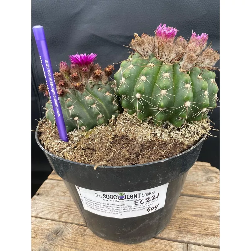 ec221-exact-notocactus-ubelmannia-ornamental-cactus #EC221 EXACT Notocactus ubelmannia Ornamental Cactus.