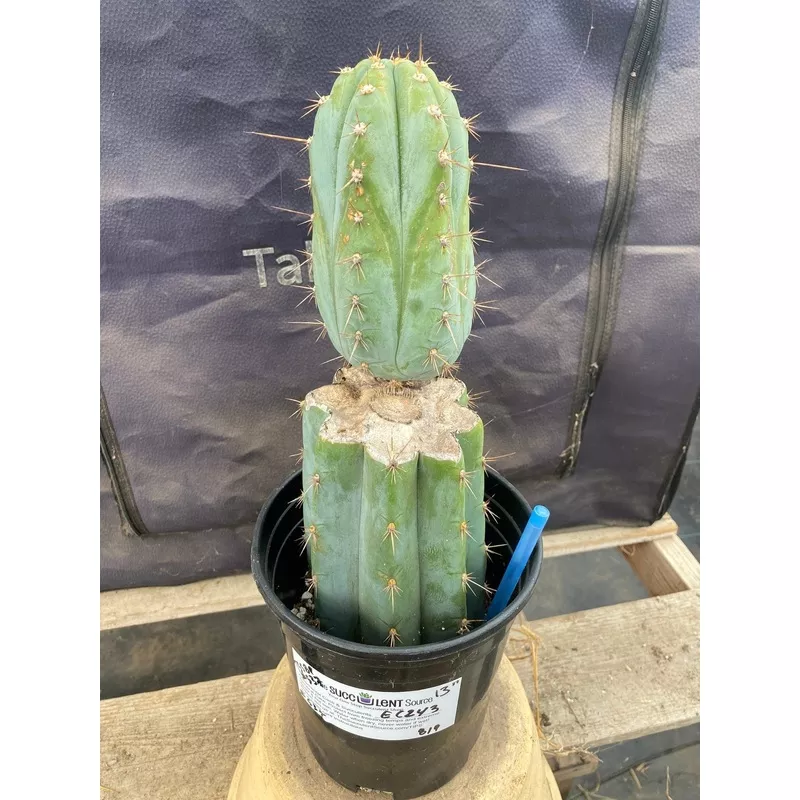 ec243-exact-trichocereus-peruvianus-tssbp-537-ornamental-cactus-13 #EC243 EXACT Trichocereus Peruvianus TSSBP #537 Ornamental Cactus 13
