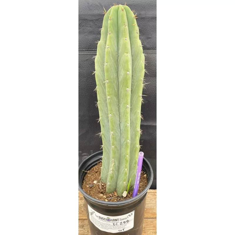 ec288-exact-trichocereus-peruvianus-rancho-cactus-13-5 #EC288 EXACT Trichocereus Peruvianus RANCHO Cactus 13.5