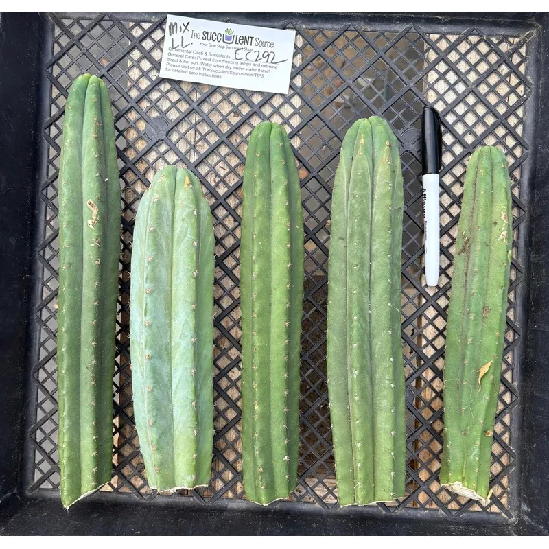 ec292-exact-trichocereus-mixed-cactus-cutting-tlc-lot #EC292 EXACT Trichocereus Mixed Cactus cutting TLC Lot