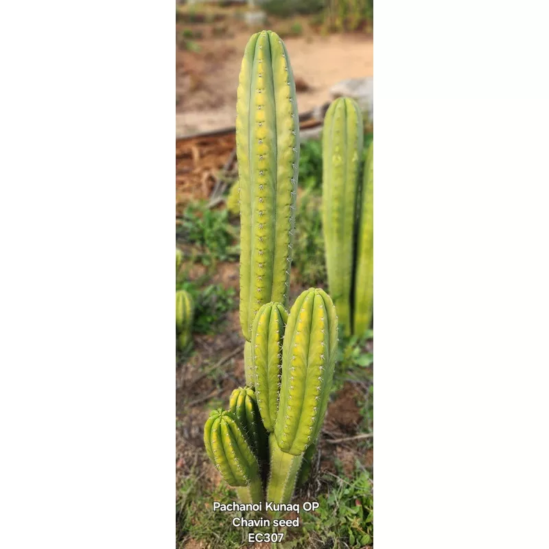 ec307-exact-trichocereus-pachanoi-kunaq-op-chavin-ornamental-cactus-cutting-7-8 #EC307 EXACT Trichocereus Pachanoi Kunaq OP Chavin Ornamental Cactus CUTTING 7-8″