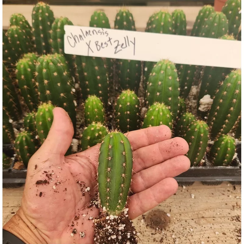 ec316-exact-trichocereus-hybrid-chalaensis-x-zelly-cactus-seedling-3-4 #EC316 EXACT Trichocereus Hybrid Chalaensis X Zelly Cactus Seedling 3-4″