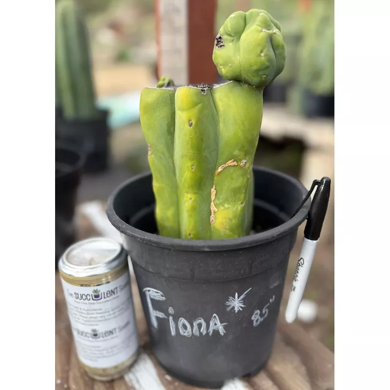 ec321-exact-trichocereus-fiona-variegated-marbled-cactus-8-5 #EC321 EXACT Trichocereus Fiona Variegated Marbled Cactus 8.5