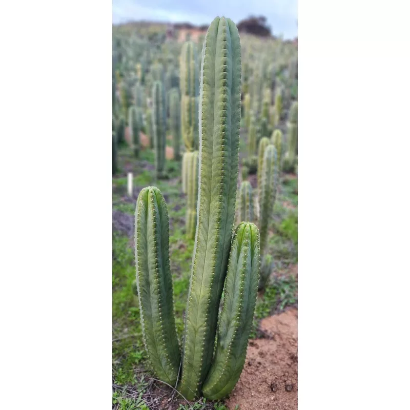 ec327-exact-trichocereus-ss02-x-scopulicola-cactus-cutting #EC327 EXACT Trichocereus SS02 X Scopulicola Cactus Cutting