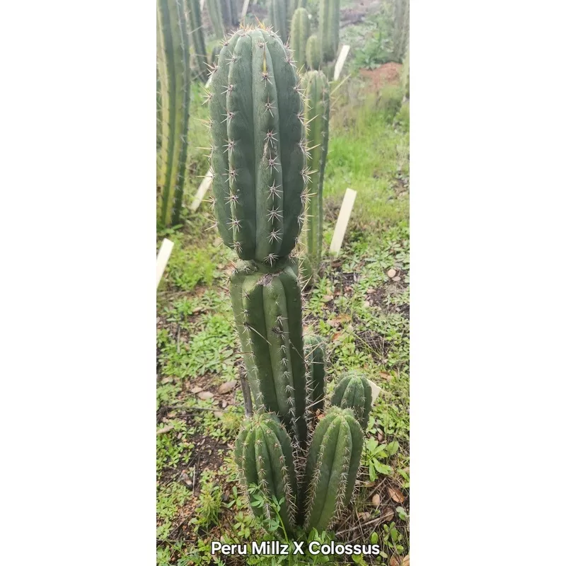 ec336-exact-trichocereus-peruvianus-millz-x-colossus-cactus-cutting-8 #EC336 EXACT Trichocereus Peruvianus Millz X Colossus Cactus Cutting 8″