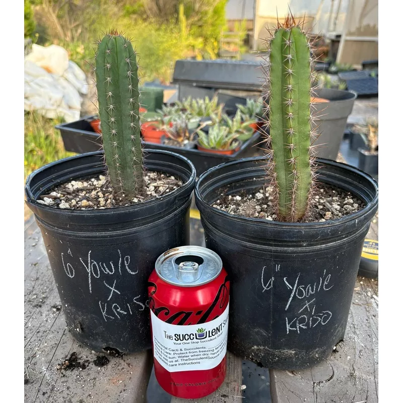 ec340-exact-trichocereus-pachanoi-yowie-x-pachanoi-kriso-cactus-6 #EC340 EXACT Trichocereus Pachanoi Yowie X Pachanoi Kriso Cactus 6