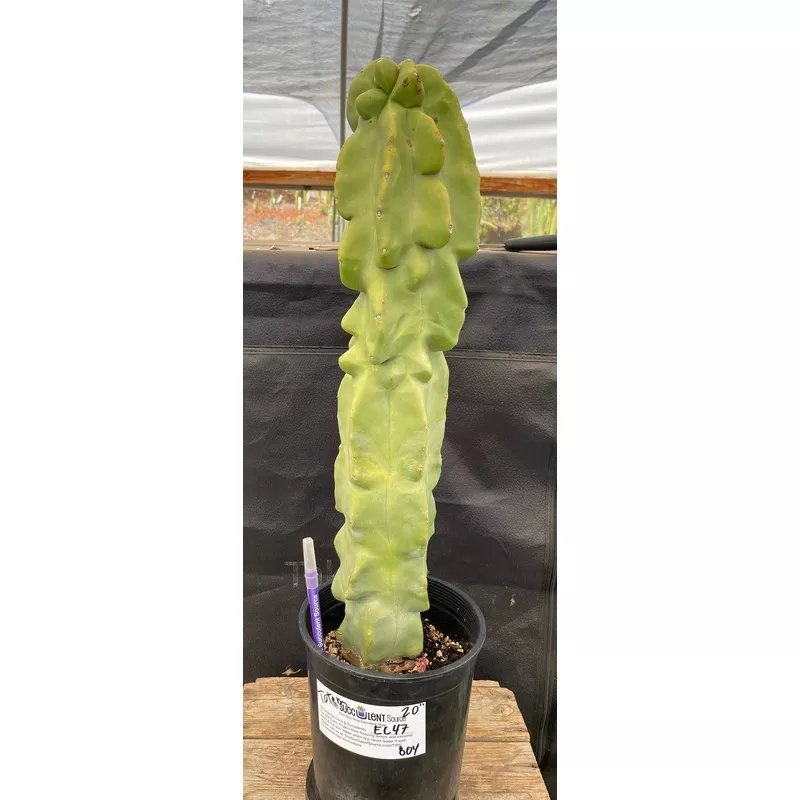 ec47-exact-lophocereus-schottii-monstrose-totem-pole-cactus-20 #EC47 EXACT Lophocereus schottii Monstrose Totem Pole Cactus 20″