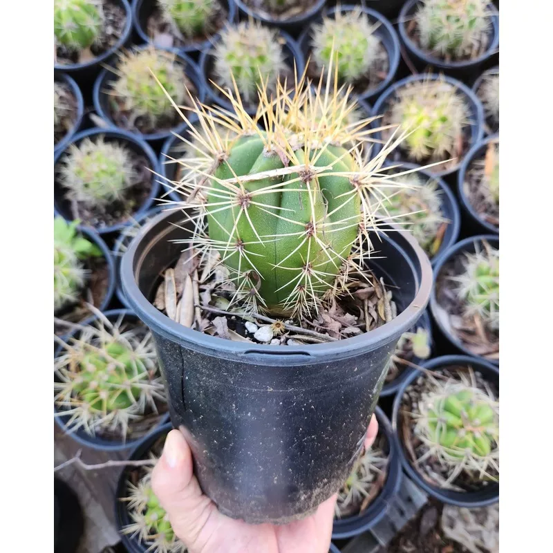 ec57-exact-trichocereus-terschekii-ornamental-cactus-options #EC57 EXACT Trichocereus Terschekii ornamental Cactus Options