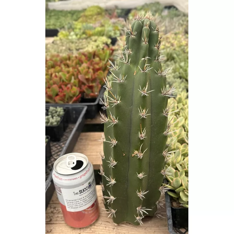 ec75-exact-castellanosia-browningia-caineana-cactus-cutting #EC75 EXACT Castellanosia / Browningia Caineana cactus cutting