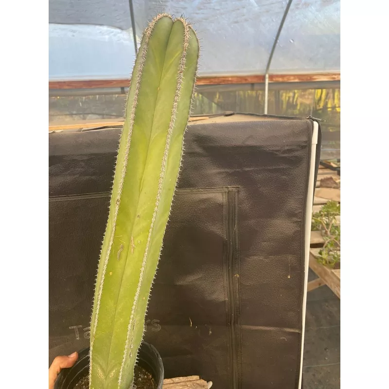 ec83-exact-pachycerus-marginatus-mexican-fencepost-cactus-potted-21 #EC83 EXACT Pachycerus Marginatus Mexican Fencepost Cactus Potted 21″