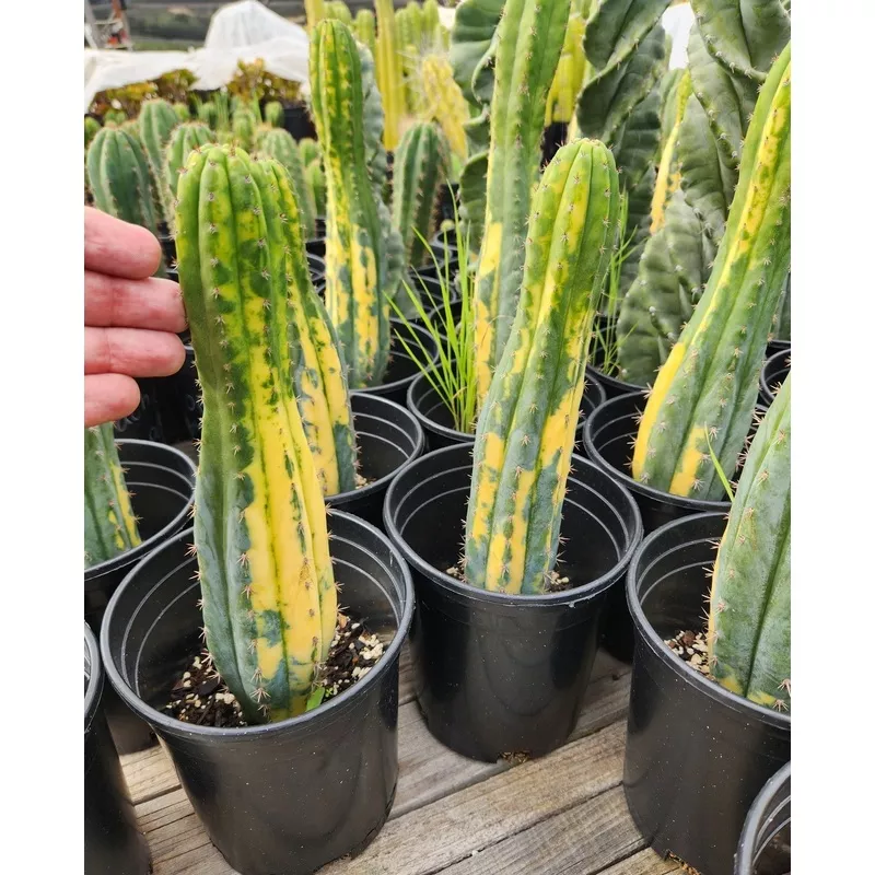 ec98-exact-trichocereus-pachanoi-variegated-cactus-china-gold #EC98 EXACT Trichocereus Pachanoi Variegated cactus “China Gold”