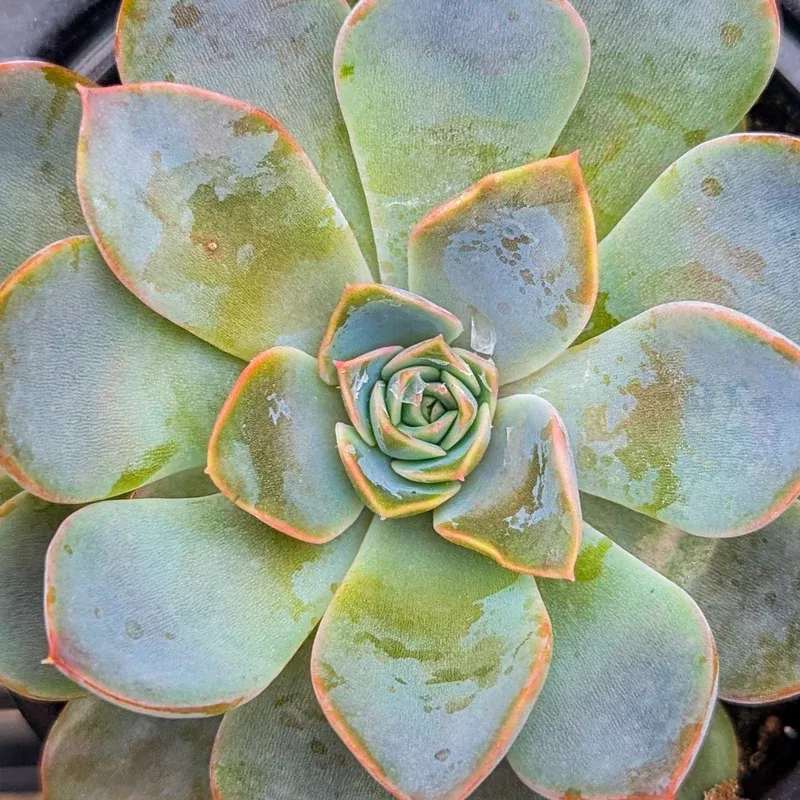 echeveria-dama-rosa Echeveria Dama Rosa