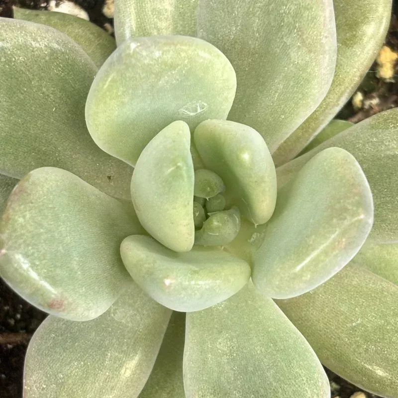 echeveria-machette Echeveria ‘Machette’