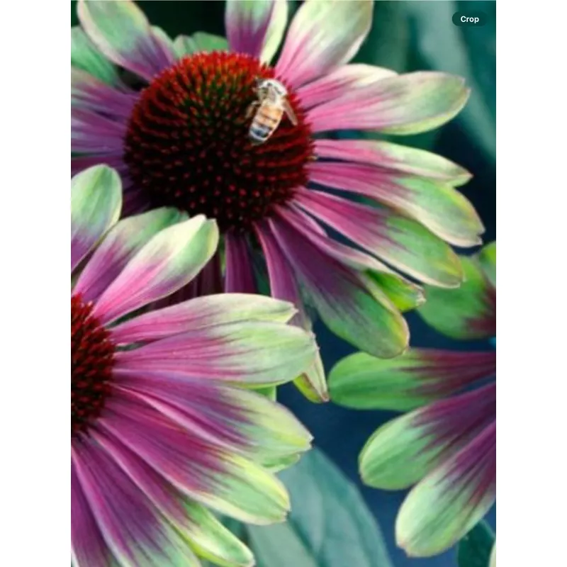 echinacea-sweet-sandia Echinacea Sweet Sandia
