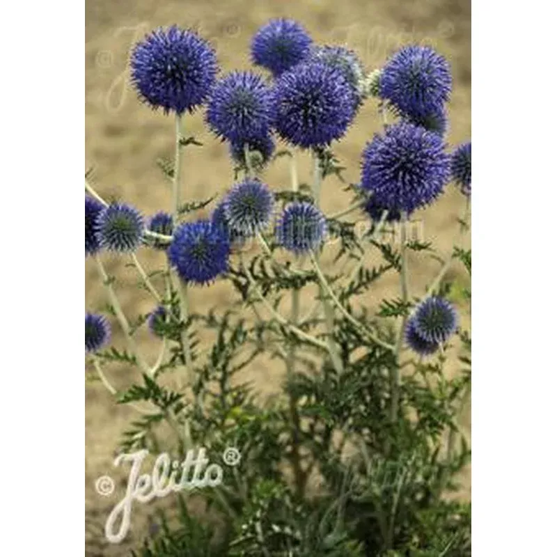 echinops-ritro-ssp-ruthenicus-platinum-blue-globe-thistle Echinops ritro ssp ruthenicus ‘Platinum Blue’ Globe Thistle