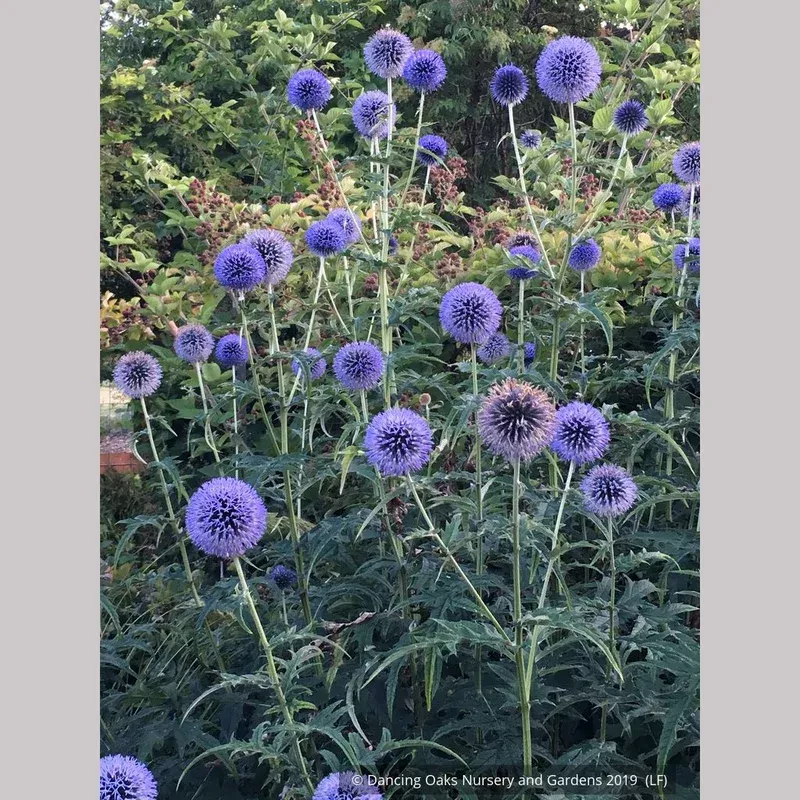 echinops-russ-graham-selection-globe-thistle Echinops – Russ Graham selection Globe Thistle