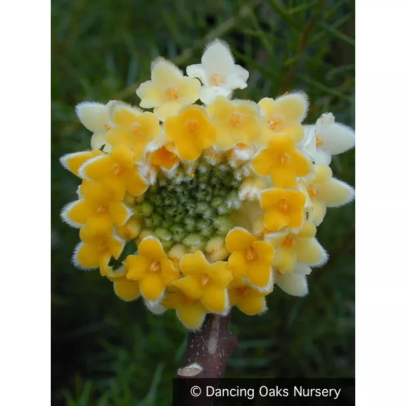 edgeworthia-chrysantha-syn-papyrifera-paper-bush Edgeworthia chrysantha (syn. papyrifera) Paper Bush
