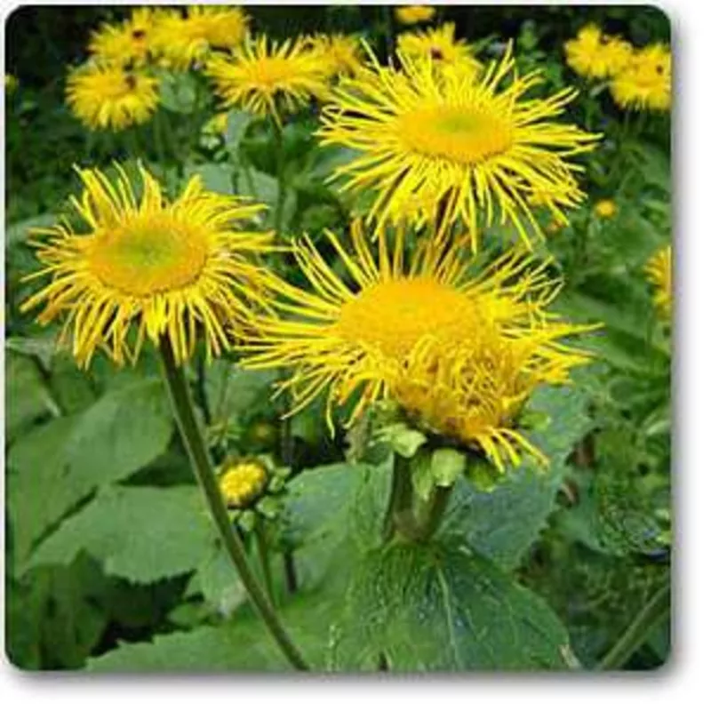 elecampane-plant Elecampane – Plant