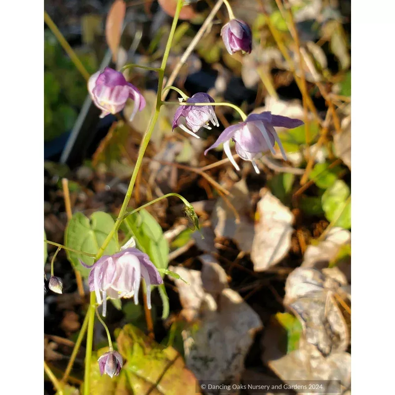 epimedium-x-sasakii-melody-barrenwort Epimedium x sasakii ‘Melody’ Barrenwort