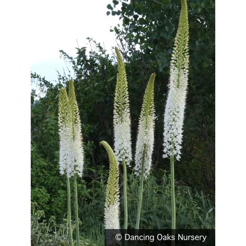 eremurus-himalaicus-foxtail-lily Eremurus himalaicus Foxtail Lily