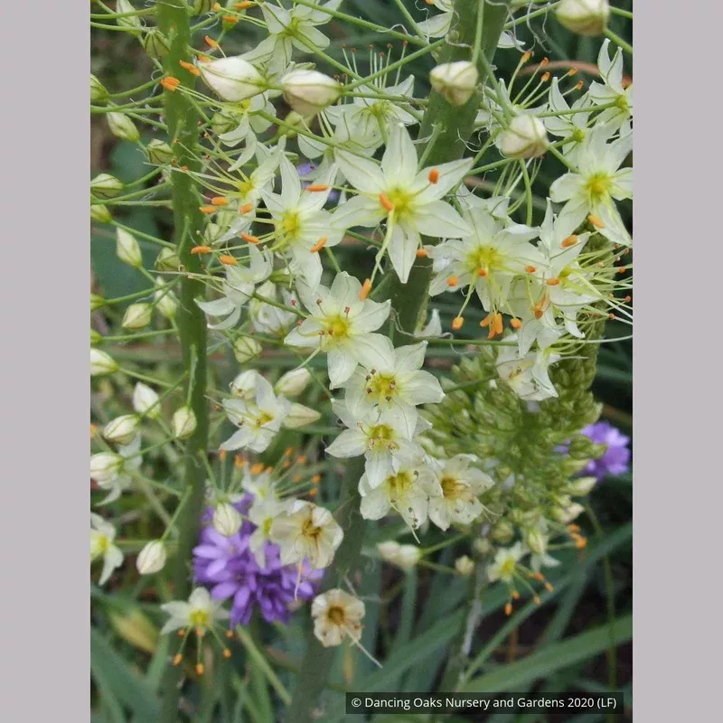 Eremurus Ruiter Hybrid ‘White Beauty’ Foxtail Lily