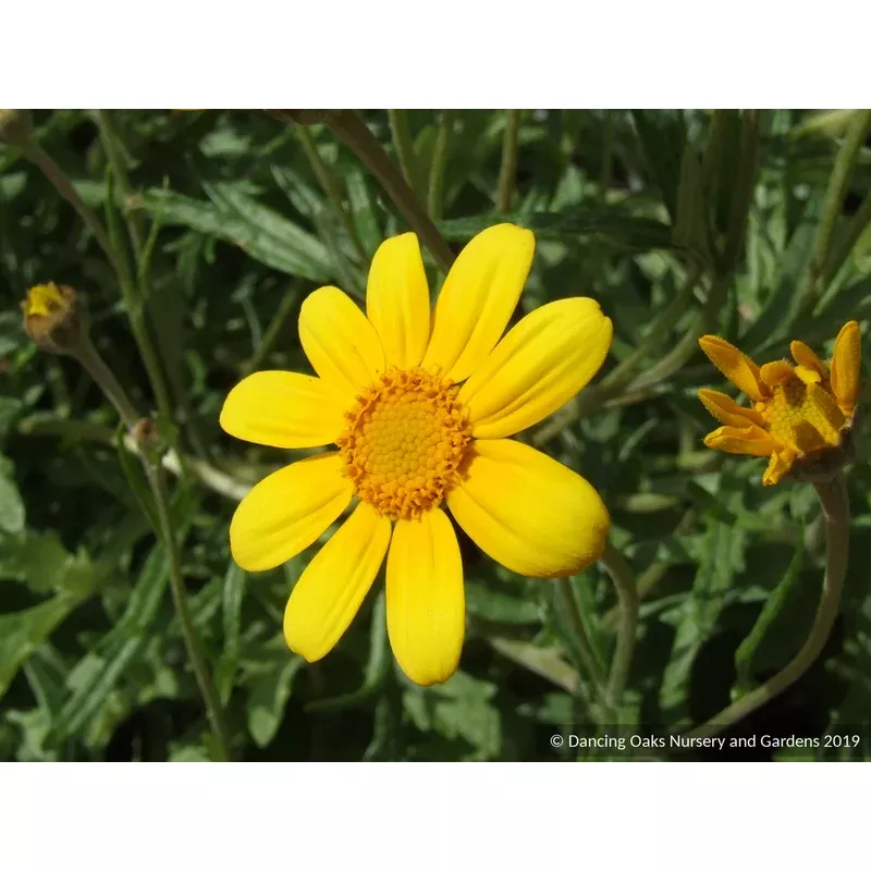 eriophyllum-lanatum-oregon-sunshine Eriophyllum lanatum Oregon Sunshine