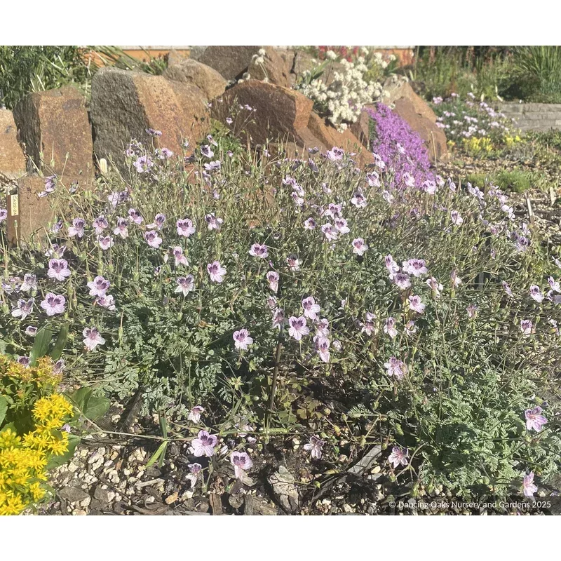 Erodium kolbianum ‘Natasha’ Spanish Eyes Cranesbill