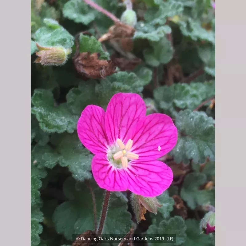 erodium-x-variabile-bishop-s-form-pink-cranesbill Erodium x variabile ‘Bishop’s Form’ Pink Cranesbill