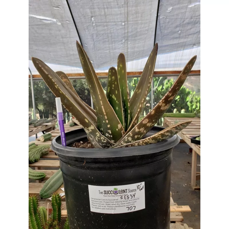 es34-exact-gasteria-clump #ES34 EXACT Gasteria Clump