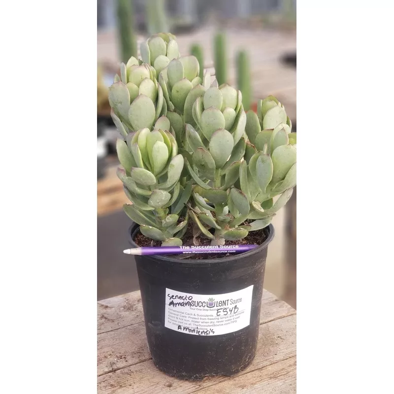 es48-exact-senecio-amaniensis-amani-succulent-1-gallon #ES48 EXACT Senecio Amaniensis Amani Succulent 1 gallon