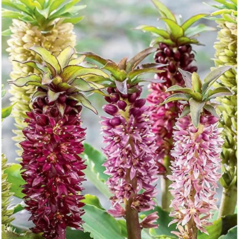 eucomis-hybrids-importedheirloom-non-gmo-high-germination-organic-garden-seeds Eucomis Hybrids ImportedHeirloom, Non-GMO, High Germination Organic Garden Seeds