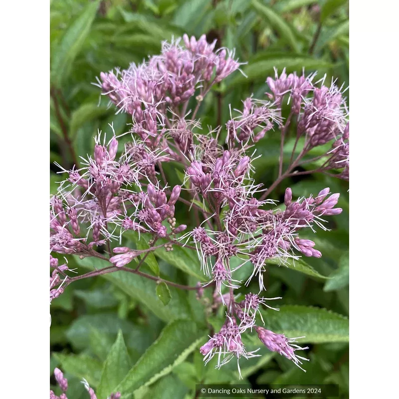 eupatorium-dubium-baby-joe-joe-pye-weed Eupatorium dubium ‘Baby Joe’ Joe Pye Weed