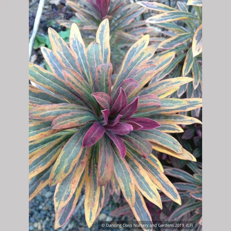 euphorbia-ascot-rainbow-pp21401-spurge Euphorbia ‘Ascot Rainbow’ PP21401 Spurge