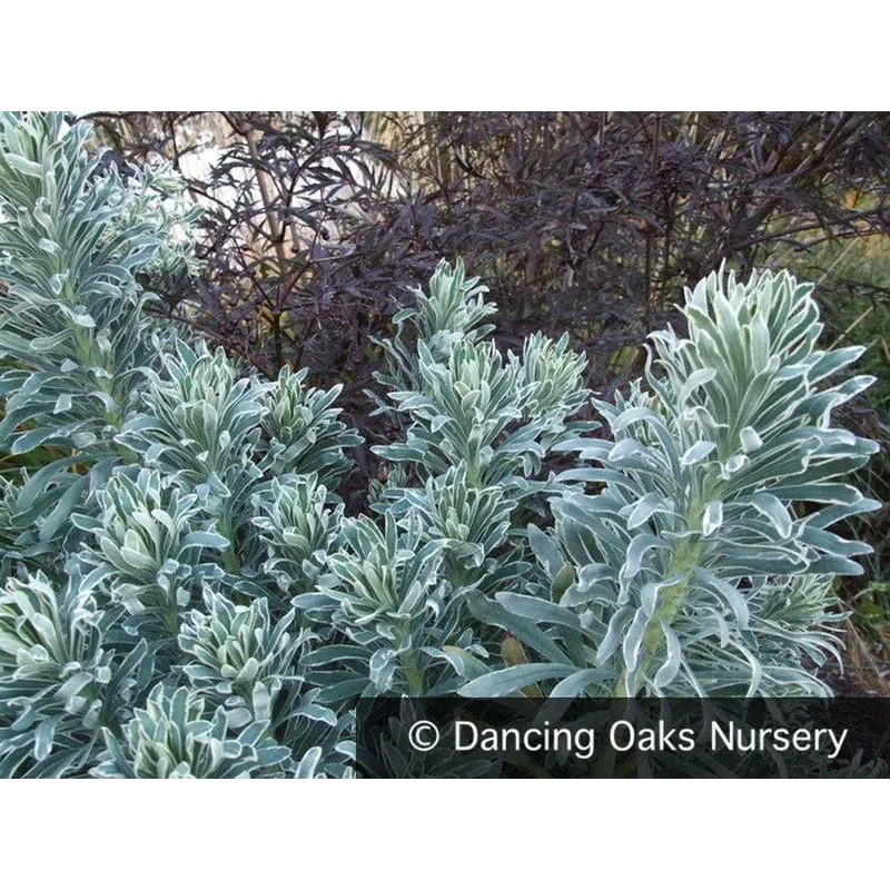 euphorbia-glacier-blue-pp19027-spurge Euphorbia ‘Glacier Blue’ PP19027 Spurge