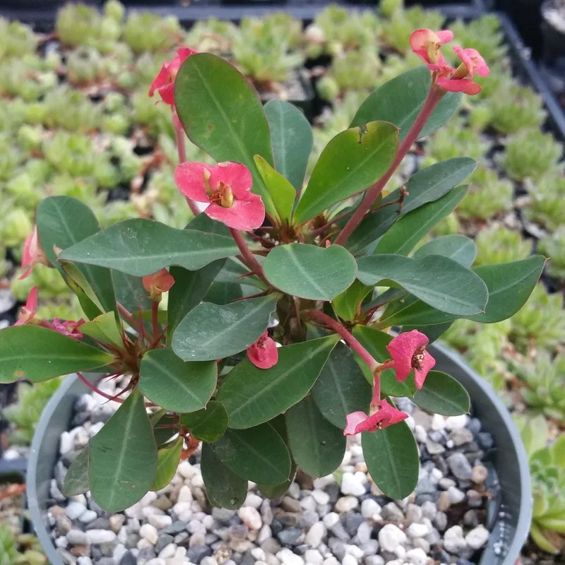 euphorbia-milii-crown-thorns-red Euphorbia milii crown of thorns red