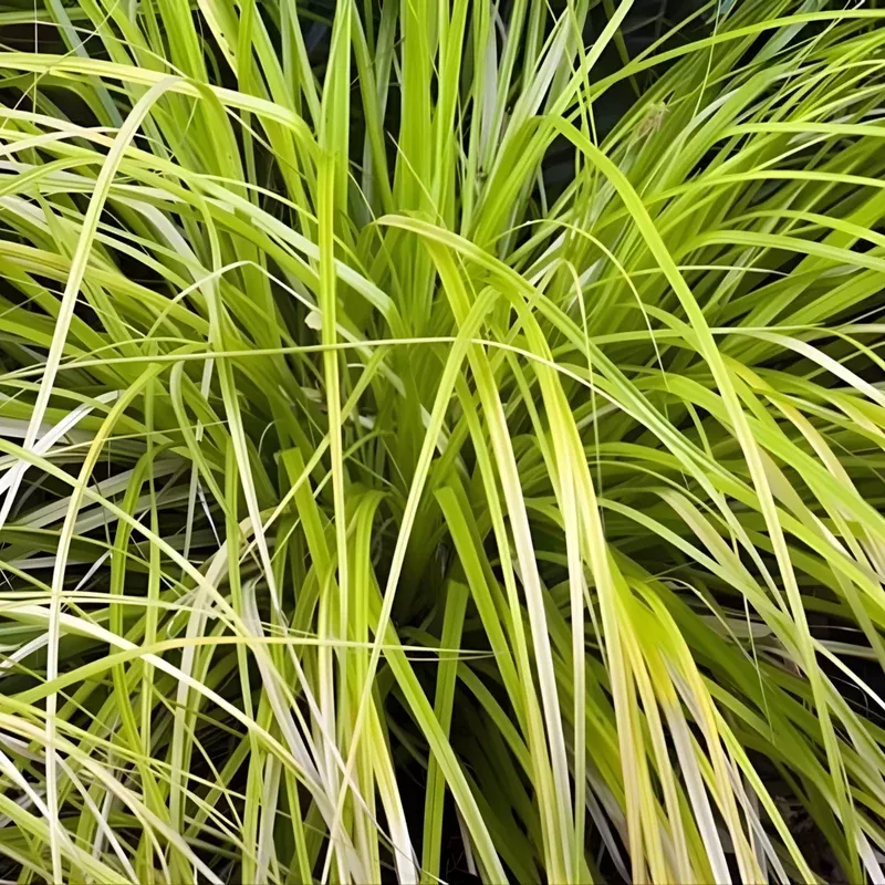 everillo-carex-evercolor Everillo Carex Evercolor