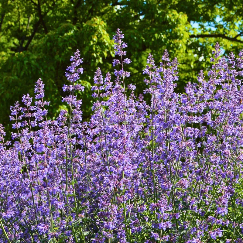 faassen-s-catmint Faassen’s Catmint