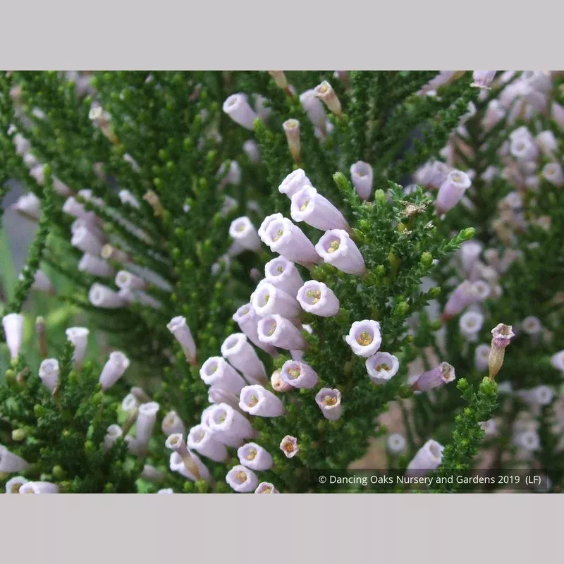 fabiana-imbricata-v-violacea-violet-pichi Fabiana imbricata v. violacea Violet Pichi