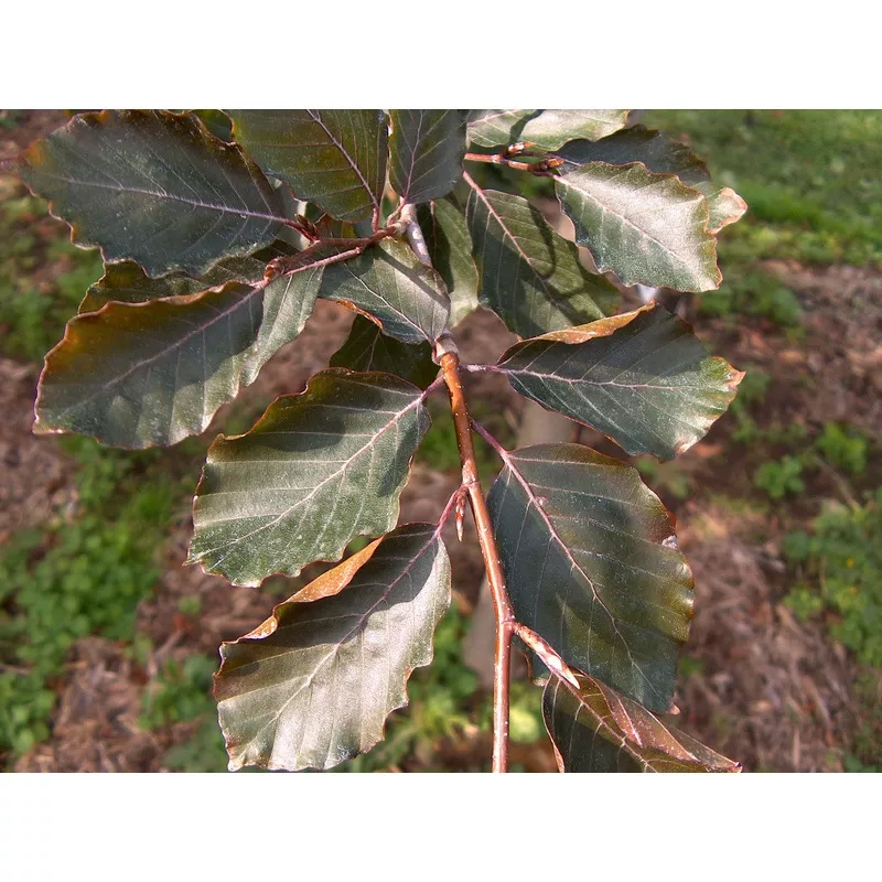 fagus-s-riversi-6-c Fagus s Riversi 6′(C)