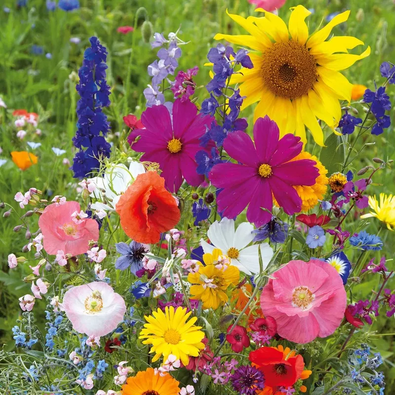fairytale-flower-seed-mix Fairytale Flower Seed Mix