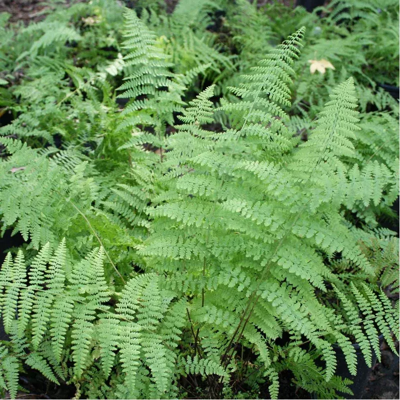 fern-hayscented-dennstaedtia-punctilobula Fern Hayscented Dennstaedtia punctilobula
