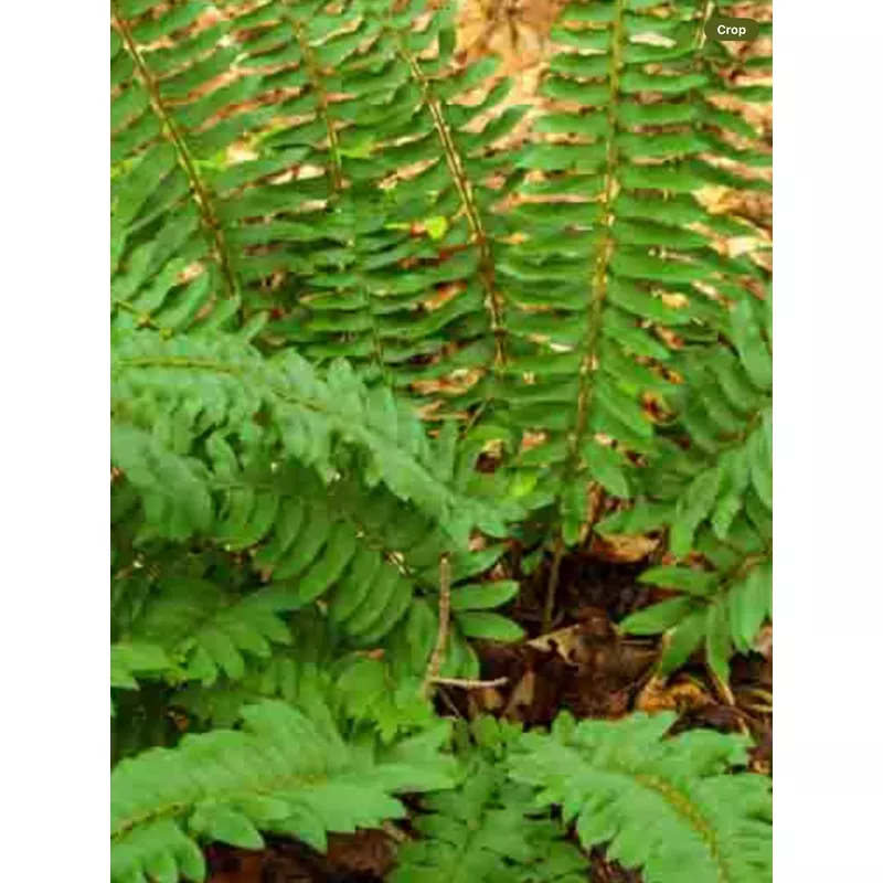 fern-polystichum-acrostichoides-christmas Fern Polystichum Acrostichoides Christmas
