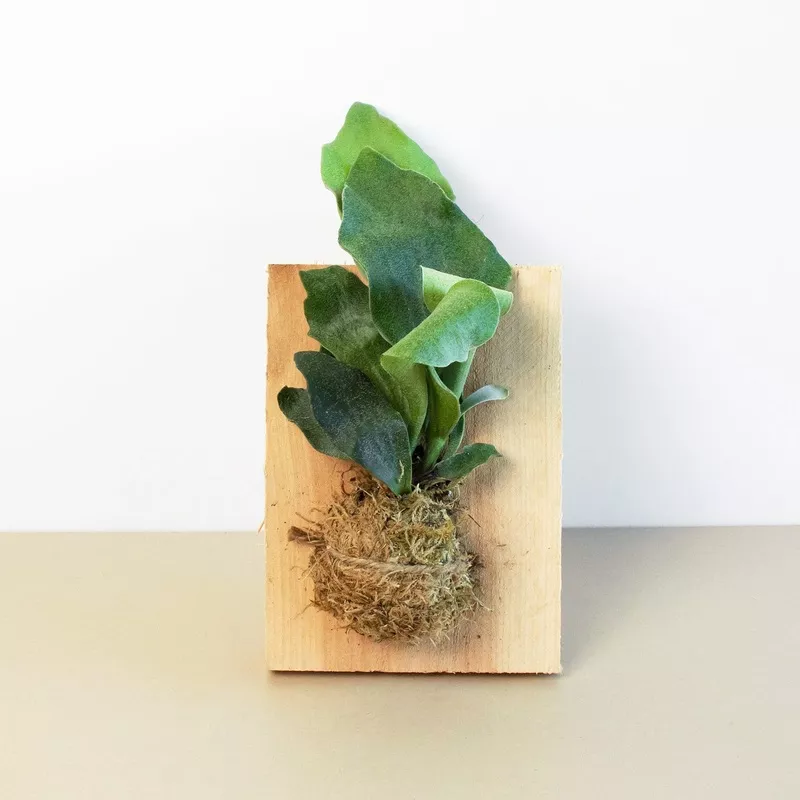 fern-staghorn-on-wood-mount Fern Staghorn on Wood Mount