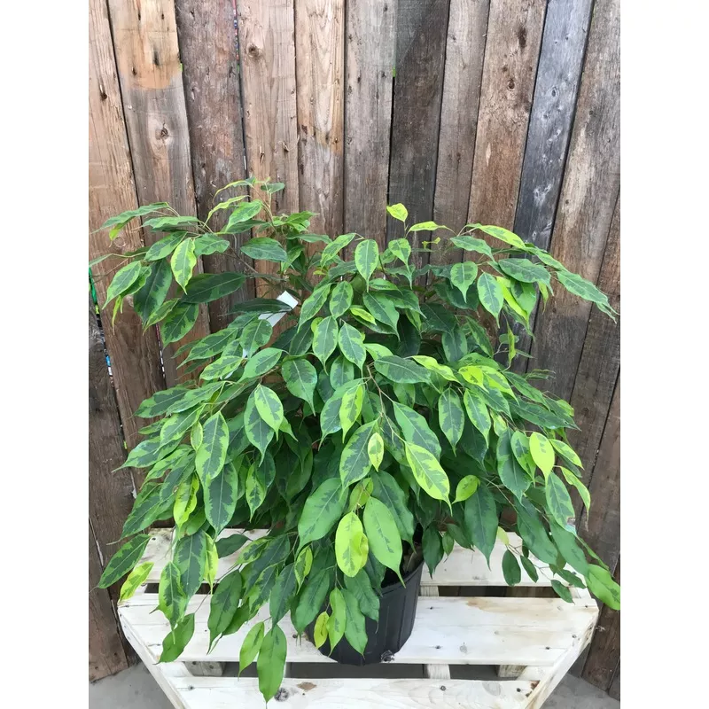 ficus-benjamina-margarite-bush Ficus – Benjamina Margarite Bush