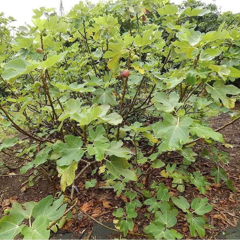 ficus-carica-brown-turkey-monrovia-brown-turkey-fig Ficus carica ‘Brown Turkey’ ~ Monrovia Brown Turkey Fig