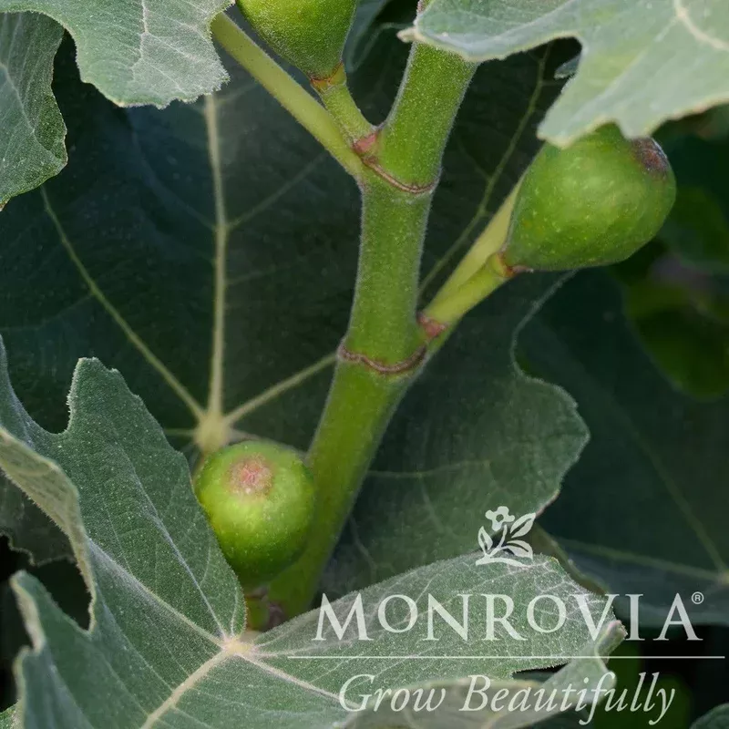 Ficus carica ‘PT-DF-14’ ~ Monrovia Fignomenal Dwarf Fig