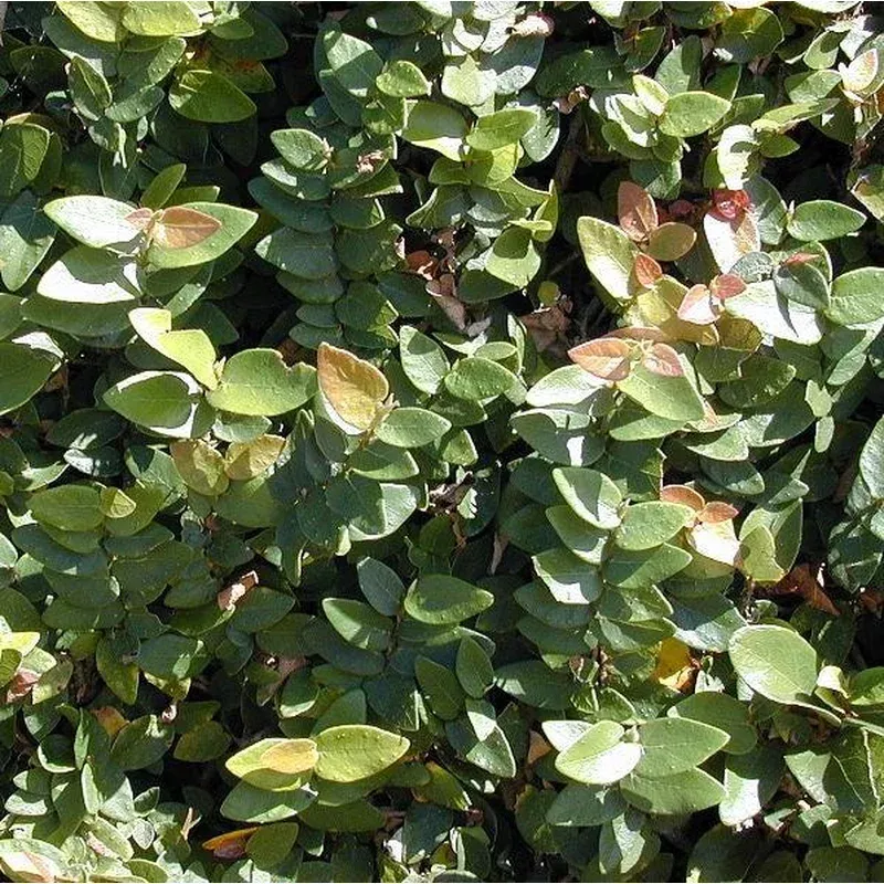 ficus-pumila-monrovia-creeping-fig Ficus pumila ~ Monrovia Creeping Fig
