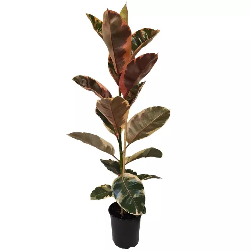 ficus-ruby-17cm Ficus Ruby – 17CM